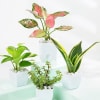 Evergreen Harmony Plant Bundle Online