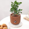 Gift Ficus Compacta In Teddy Terracotta Pot