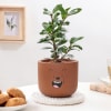 Buy Ficus Compacta In Teddy Terracotta Pot