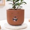 Shop Ficus Compacta In Teddy Terracotta Pot