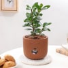 Ficus Compacta In Teddy Terracotta Pot Online