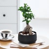 Gift Ficus Microcarpa Bonsai in a Metal Planter