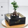 Buy Ficus Microcarpa Bonsai in a Metal Planter