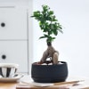 Ficus Microcarpa Bonsai in a Metal Planter Online