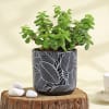 Gift Flourishing Jade Plant in a Leaf Design Ceramic Planter