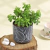 Buy Flourishing Jade Plant in a Leaf Design Ceramic Planter