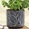 Shop Flourishing Jade Plant in a Leaf Design Ceramic Planter