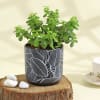 Flourishing Jade Plant in a Leaf Design Ceramic Planter Online