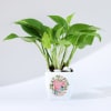 Gift For You - Money Plant With Planter