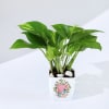 Buy For You - Money Plant With Planter