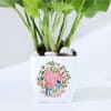 Shop For You - Money Plant With Planter