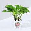 For You - Money Plant With Planter Online