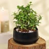 Gift Gift-Worthy Jade Plant in a Metal Planter