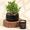 Buy Gift-Worthy Jade Plant in a Metal Planter