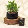 Gift-Worthy Jade Plant in a Metal Planter Online