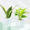 Shop Good Fortune Trio - Money, Snake And Jade Plant With Pot