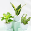 Good Fortune Trio - Money, Snake And Jade Plant With Pot Online