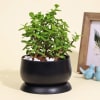 Gift Good Luck Jade Plant in a Metal Planter