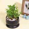 Buy Good Luck Jade Plant in a Metal Planter