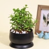 Good Luck Jade Plant in a Metal Planter Online