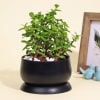 Gift Good Luck Jade Plant in a Metal Planter