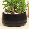 Shop Good Luck Jade Plant in a Metal Planter