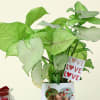 Shop Green Love Syngonium with a Personalized Vase