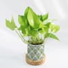 Gift Green Paradise - Money Plant With Pot