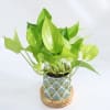 Shop Green Paradise - Money Plant With Pot