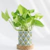 Green Paradise - Money Plant With Pot Online