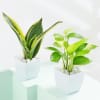 Greenscape Duo - Snake And Money Plant With Pot
