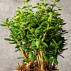 Buy Grow Together Jade Mini Plant