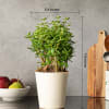 Shop Grow Together Jade Mini Plant