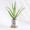 Shop Happily Ever After - Aloe Vera Plant With Pot - Personalized