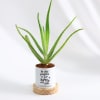 Happily Ever After - Aloe Vera Plant With Pot - Personalized Online