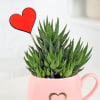Gift Haworthia Plant With Cup Planter