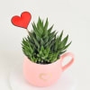 Buy Haworthia Plant With Cup Planter