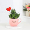 Haworthia Plant With Cup Planter Online