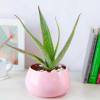 Gift Hello Aloe in Pink