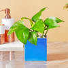 Gift Jade & Money Plant in Rectangular Ceramic Pot