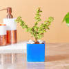 Buy Jade & Money Plant in Rectangular Ceramic Pot