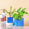 Jade & Money Plant in Rectangular Ceramic Pot Online