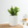 Gift Jade Plant In A Contemporary White Cylindrical Pot