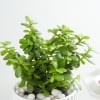 Buy Jade Plant In A Contemporary White Cylindrical Pot