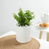 Jade Plant In A Contemporary White Cylindrical Pot Online