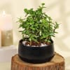 Buy Jade Plant in Ceramic Planter and Syngonium Plant in a Metal Planter