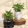 Jade Plant in Ceramic Planter and Syngonium Plant in a Metal Planter Online