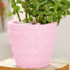 Buy Jade Plant In Concrete Heart Planter