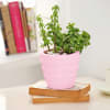 Jade Plant In Concrete Heart Planter Online