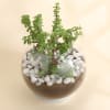 Gift Jade Plant in Round Glass Vase